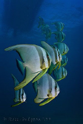 School of Batfish.  Ningaloo Reef, Western Australia.  Ca... by Ross Gudgeon 